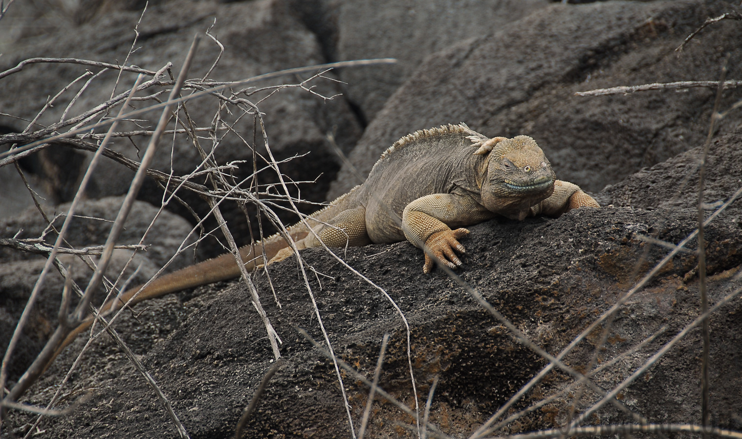 Conolophus pallidus [200 mm, 1/125 sec at f / 5.6, ISO 100]